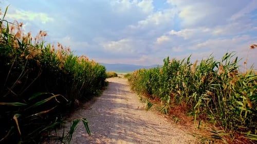 Dirt Path Between Reeds and Open Landscape