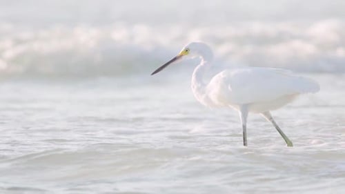 white egret looking for fish amongst ocean waves in slow motion