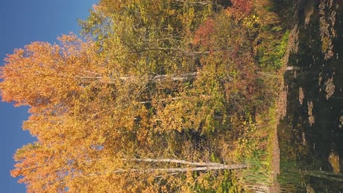 Lake in Autumn Forest