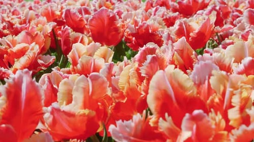 Flowerbed with bright red tulip flowers in spring.