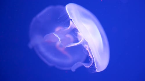 Glowing Jellyfish Swimming in Aquarium