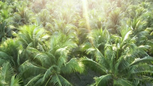 Cultivation of coconuts for sale in agriculture. Aerial view drone flies over a large coconut grove.