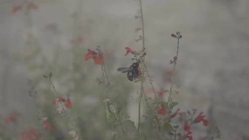 Carpenter Bee Collecting Sweet Nectar On Flower In The Field. - closeup shot