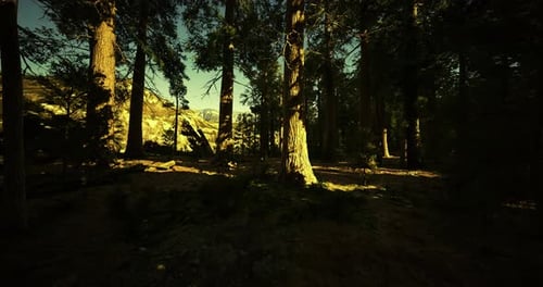 Dense Forest with Sunlight Streaming Through Trees in a Serene Natural Setting