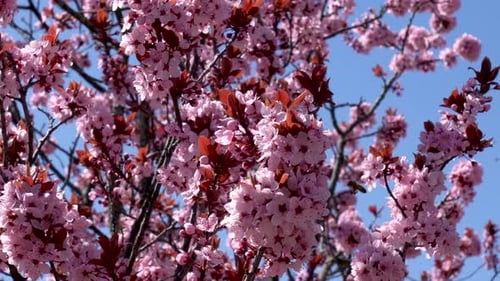 a couple of bees flying from bloom to bloom on a pink cherry tree to collecting