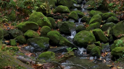 Forest in Oregon National Park Mountain Waterfall