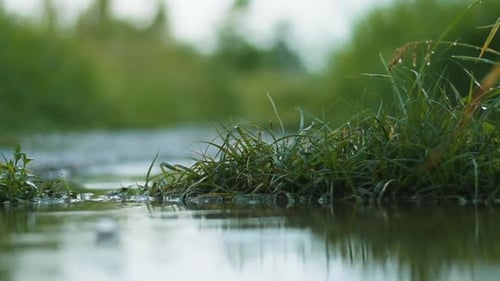 Regenwetter am Nachmittag, Regen auf dem Gras, wildes Gras im Regen, wilde Natur, Regenguss