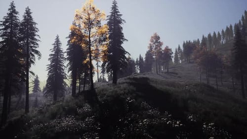 Evergreen Fir Trees with Cones Peaks of French Alps Mountains