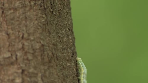 Green Inchworm Crawling on a Tree