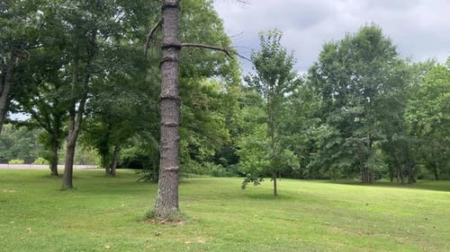 unusual tree with ring knots in a park 4k 30fps