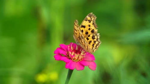 Butterfly on a Pink Flower in Green Field