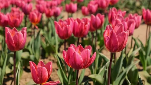 Pink Tulip Flowers Blooming in the Garden Field Landscape Beautiful Spring Garden with Many Red