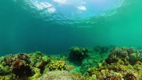 Coral Reef Underwater with Colorful Fish
