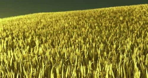 Vibrant Golden Wheat Field Swaying Gently Under Sunny Sky