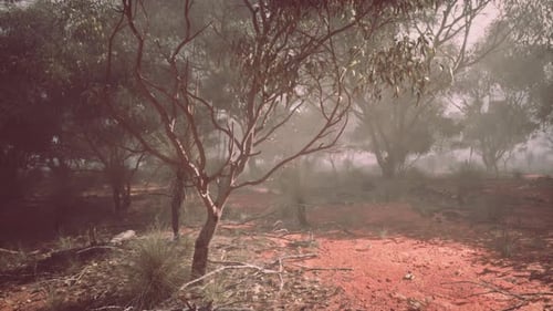 Foggy Forest With Trees and Dirt in Australian Bush