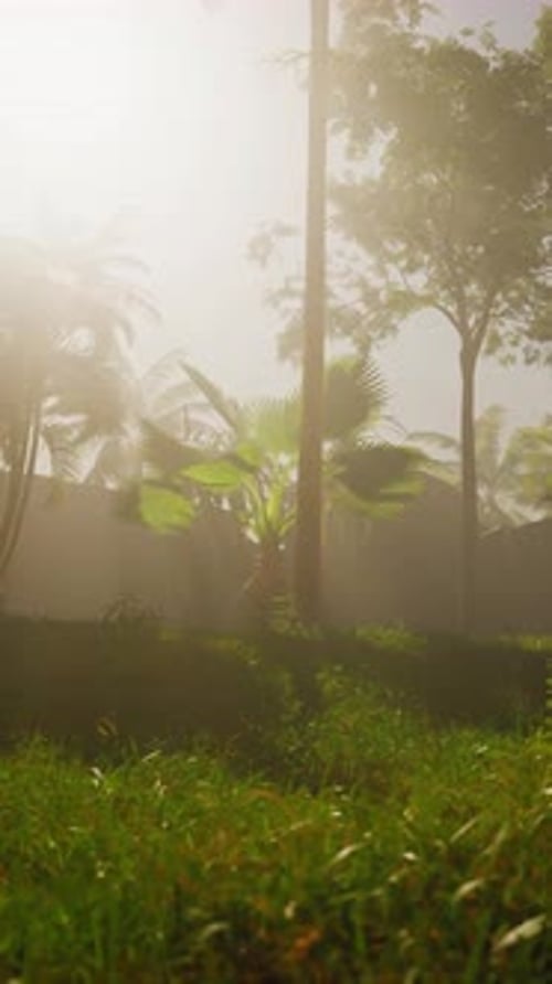 Le soleil brille à travers les arbres et l'herbe