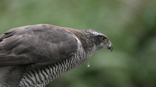 Close-up of a Northern Goshawk Eating Prey