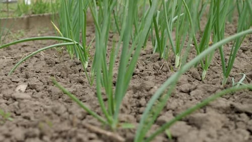 Field of Green Garlic Plant Grow in Field at Organic Farm