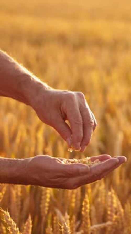 Hand Inspecting Golden Wheat in Rural Field