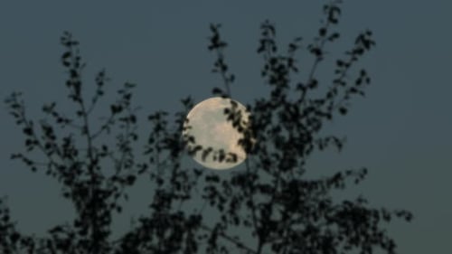 Full Moon Seen Through Tree Branches at Night
