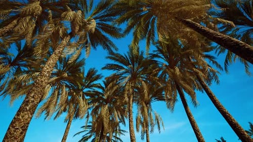Tropical Palm Trees Swaying Against a Blue Sky