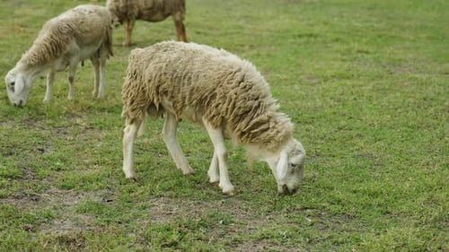 sheep on the meadow eating grass