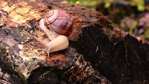 Brown snail crawling in the tree