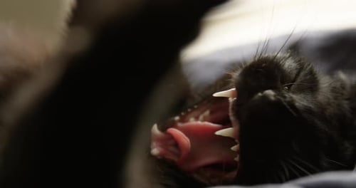 Schöne junge schwarze Katze gähnt und dehnt sich in Zeitlupe 4K