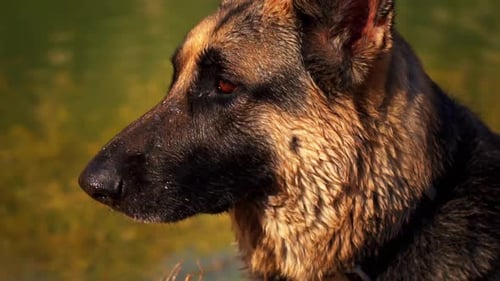 German Shepherd Dog Portrait in Natural Light