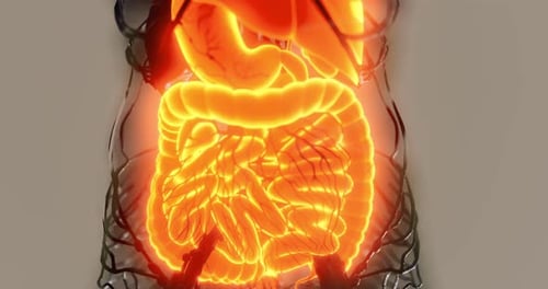Detailansicht des menschlichen Verdauungssystems mit hervorgehobenen anatomischen Merkmalen