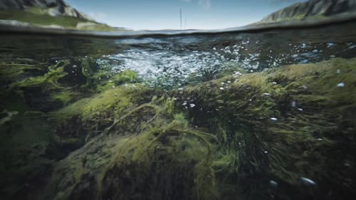 Vue de dessus de la rivière peu profonde. Les mauvaises herbes et le varech flottent au fond. Des bulles s'élevant jusqu'au