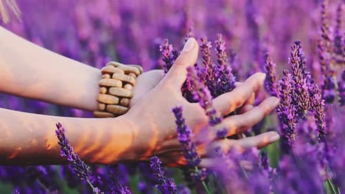 Woman's Hands Gently Touch Lavender Flowers in Field