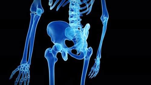 Medical illustration showing human pelvic bone and skeletal structure anatomy