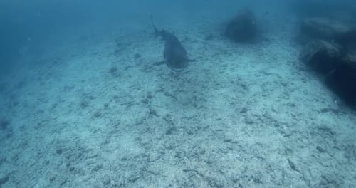 Tiger Shark Swims Underwater in Deep Ocean Sharks Underwater