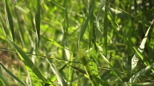 Green grass moved slowly by the wind. Perfect for a background under green screen