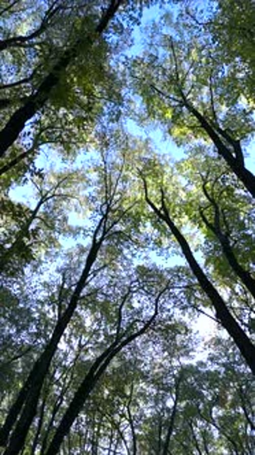 Beautiful sunlight in the forest. Sun rays emerging though the green tree branches.