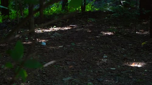 forest in deep dark with rarely sunlight can reach