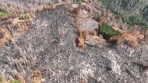 Drone Aerial View of Burned Forest and Countryside Landscape, Wildfire Aftermath