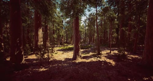 Dense Forest with Towering Trees and Scattered Sunlight at Midday