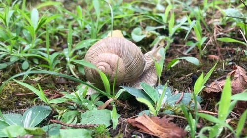 Nahaufnahme einer geschälten Gartenschnecke, die auf Erdboden kriecht, in 4k