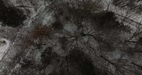 Above View Of Forest Trees With Leafless Branches During Winter. Aerial Drone Shot