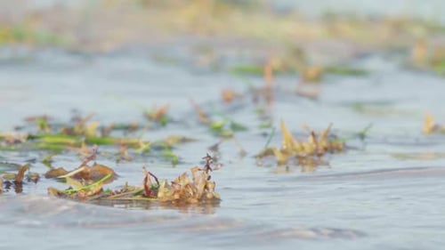 green and brown seaweed moving with blue ocean waves in slow motion