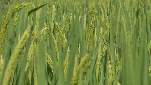 Close Up Shot of Green Rice Plant with Grains Almost Ripe