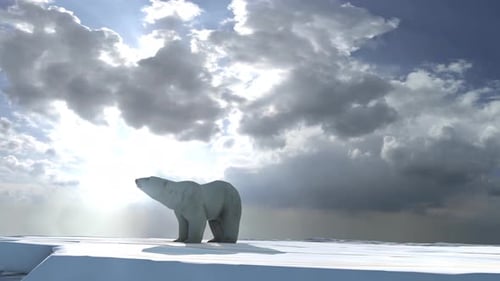 Eisbär steht auf einer Eisplatte im Meer und schnüffelt