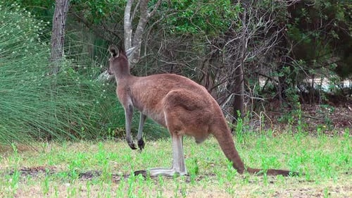 Kangaroo Standing Tall in Green Grassy Habitat