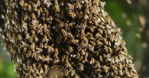 Close Shot of Bees Working in a Bee Hive