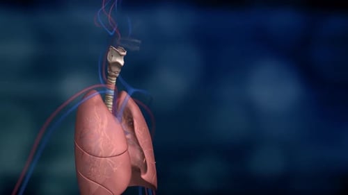 3D Animation of Human Respiratory System with Anatomical Labels
