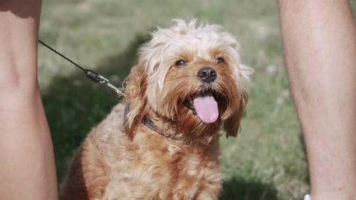 Adorable Dog With Tongue Out on Leash