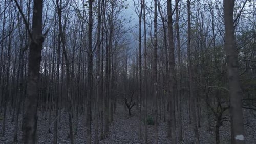 Haunted tree in an dense forest in autumn time after sunset. Drone dolley shot