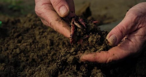 Cinematic Close Up Shot of Mature Male Farmer Hands Collecting Earthworms From the Grou